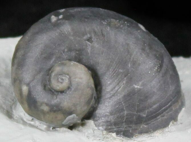 Platyostoma Gastropod - Waldron, Indiana #26469